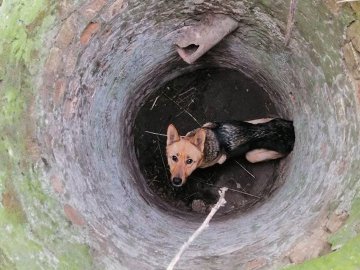 У селі під Луцьком врятували пса, який провалився у закинутий колодязь. ФОТО