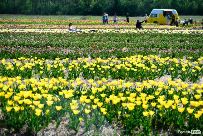 Три гектари тюльпанів: перший день фестивалю «Волинська Голландія» у світлинах. ФОТОРЕПОРТАЖ