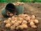 «Картопляфест»: волиняни публікують світлини зі збору врожаю