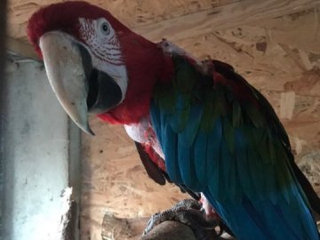 Живодерів, які познущалися над папугами з Луцького зоопарку, ще не знайшли