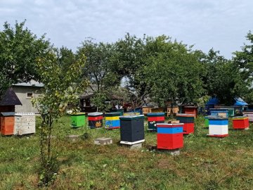 «Тепер сміливо можна говорити про промислове бджільництво»: волинський пасічник виграв гранд від фонду «МХП – Громаді» 