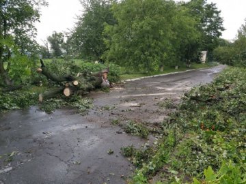 Наслідки негоди на Волині: рятувальники розчищали дороги від повалених дерев. ВІДЕО