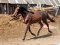 В Любомльському районі 12-річну дитину затоптав кінь