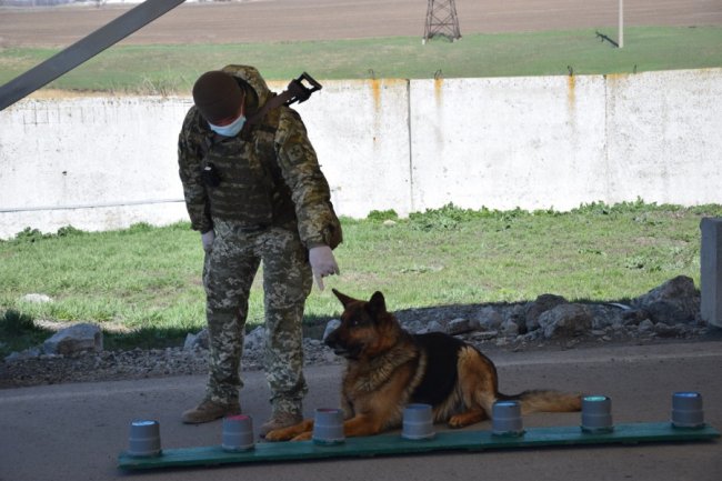 Як прикордонники тренують службових собак на карантині. ВІДЕО. ФОТО
