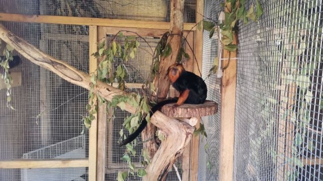 Мініатюрні мавпи в Луцькому зоопарку отримали нове житло. ВІДЕО