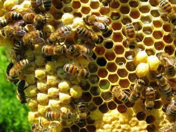 На Рівненщині масово гинуть бджоли
