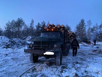 В урочищі на Волині арештували вантажівку із незаконно зрубаною деревиною