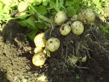 На Волині у чоловіка на городі вкрали картоплю