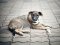 Скандал  із безпритульними псами: зоозахисники з інших міст знаходять тварин у Луцьку. ВІДЕО