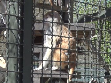 У Луцькому зоопарку народилися мавпа та лемур. ВІДЕО