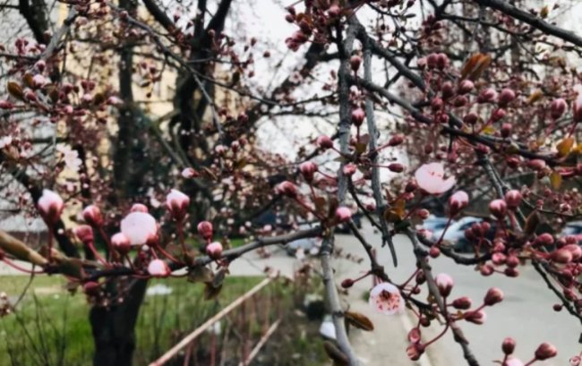 На Закарпатті уже цвітуть сакури та магнолії. ФОТО. ВІДЕО