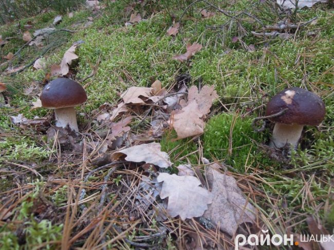 Повні кошики грибів: на Волині триває сезон «тихого полювання». ФОТО
