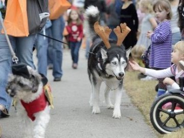 На Волині буде парад дітей з домашніми тваринами