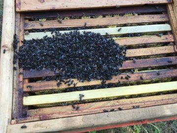Бджоли загинули: на Волині невідомі облили 27 вуликів дизпаливом. ФОТО
