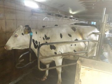 Для України — рідкість: волинські ветеринари провели кесарів розтин корові 