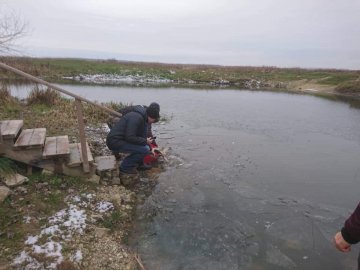 У річку Луга у Володимирі випустили майже тонну білого амура. ФОТО