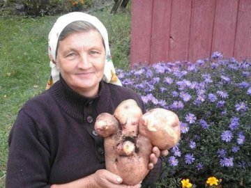 Волинська картоплина - рекордсменка України
