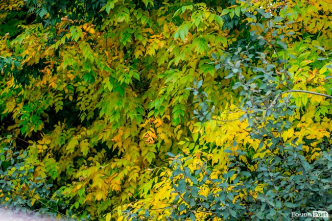 Жовто-багряний настрій: Луцьк на осінніх світлинах