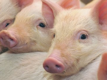 Волинян просять не купувати свинину із зараженої зони африканською чумою 