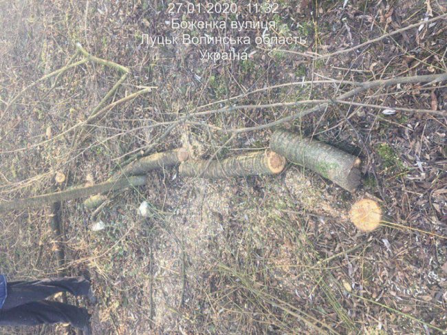 У Луцьку приватна фірма серед білого дня незаконно зрізала дерева. ФОТО