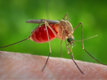 У Луцьку коштів на боротьбу з комарами не передбачено