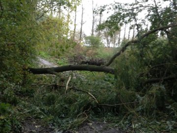 Буревій на Волині: рятувальники прибирають повалені дерева