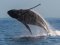 До човна українських полярників приплив гігантський горбатий кит. ВІДЕО