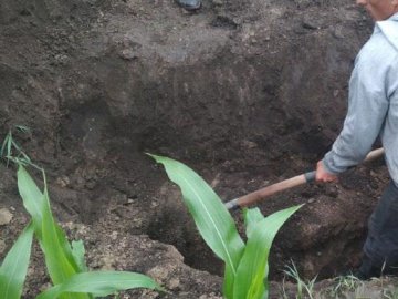 На Рівненщині знайшли тіло зниклого чоловіка: його закопали у кукурудзяному полі