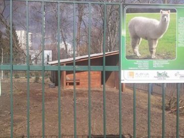 У луцькому зоопарку померла «загодована відвідувачами» альпака