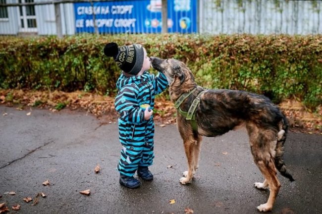 Добра, активна і любить людей: собаці Беллі, яку врятували активісти, досі шукають господаря