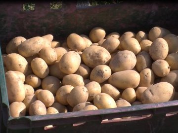 «Другий хліб»: цьогоріч на Волині врожай картоплі буде більшим, а ціна – нижчою. ВІДЕО
