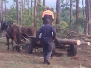 На Волині крадії деревини напали на лісівника. ФОТО