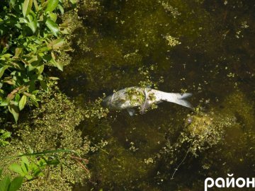 У каналах луцького парку плавають мертві рибини