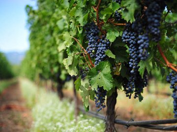 В Україні виріс імпорт винограду