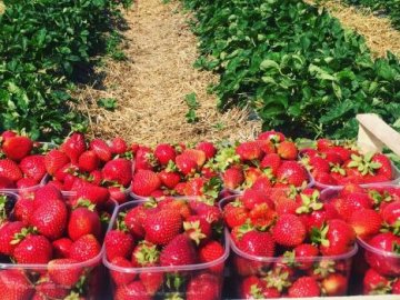 Полуниця замість польської трускавки: скільки заробляють на ягодах в селі на Волині. ВІДЕО 