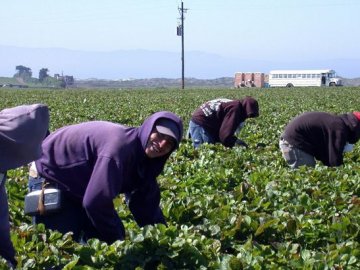 В Австрії фермер закрив на карантин 15 робітників з України