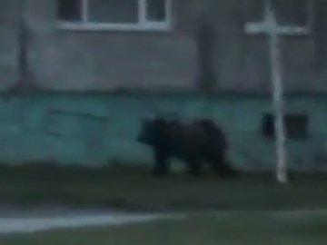 У Росії вулицями бігав ведмідь. ВІДЕО