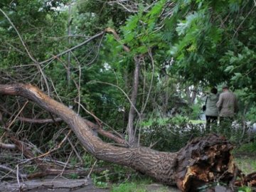 На Прикарпатті на 8-річного хлопчика впало дерево