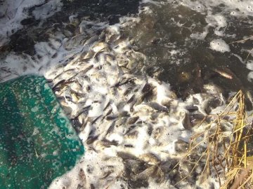 У волинське водосховище випустили понад 2 тонни риби. ФОТО
