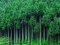 Японія вирощуватиме ліс, щоб використовувати його як паливо для електростанцій