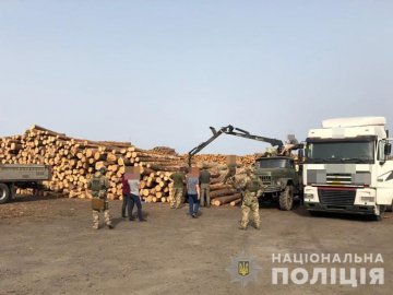 Незаконні рубки лісу та підроблення документів: службовій особі підприємства на Волині оголосили підозру 