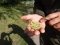 У Любомльському лісгоспі зібрали 5 кілограмів насіння берези. ФОТО