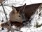 В лісництві на Волині врятували самця козулі, двох тварин вбили