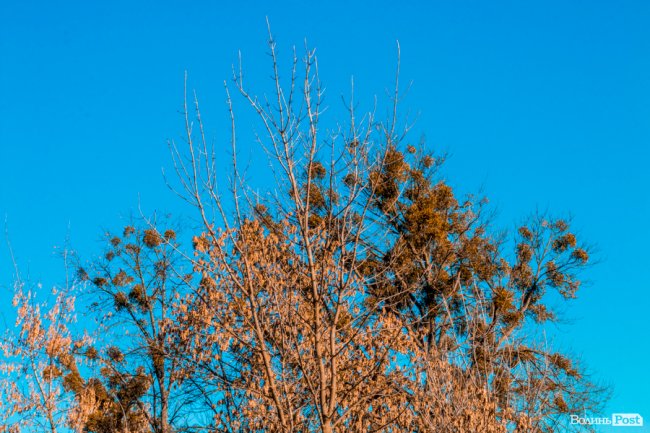 Луцьк в останній осінній день. ФОТОРЕПОРТАЖ