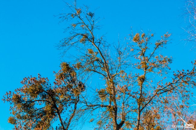 Луцьк в останній осінній день. ФОТОРЕПОРТАЖ
