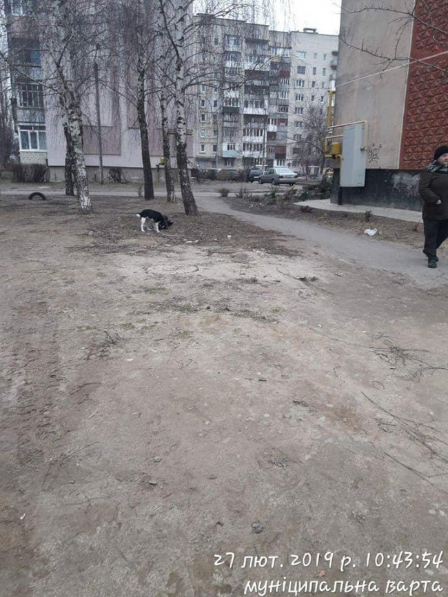 У Луцьку покарали недобросовісних собачників