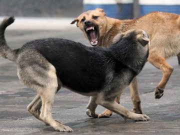 У селі під Луцьком безпритульні собаки нападають на людей. ВІДЕО