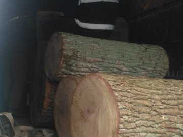 У Луцьку затримали фуру з незаконно зрубаною в Цуманській пущі деревиною