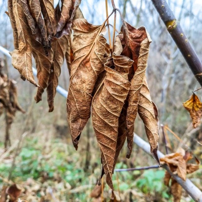 Моторошний луцький парк у полоні туману. ФОТО