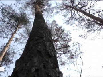 Активістів просять допомогти врятувати соснові ліси на Волині